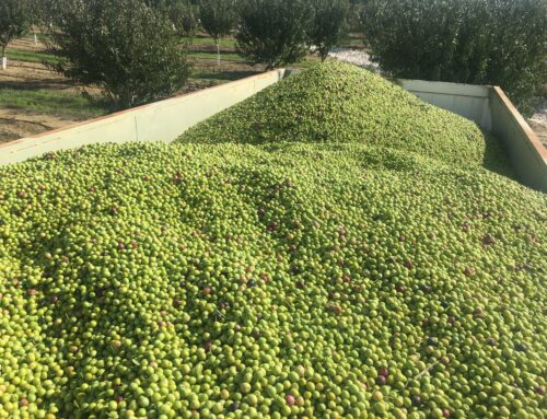 Cosecha de aceituna de olivar ecológico